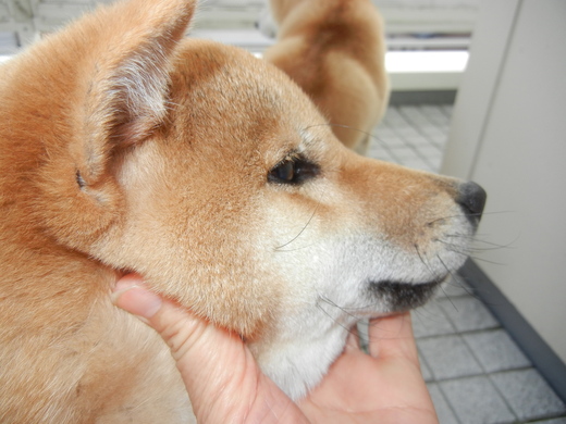 2月6日(日)遼君が急変しました!_f0060461_20382744.jpg