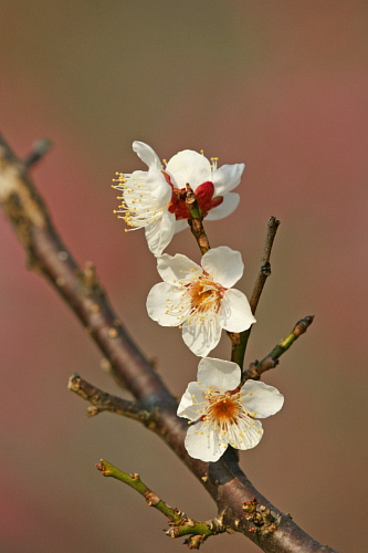 梅の開花と花粉症_e0006964_13252822.jpg