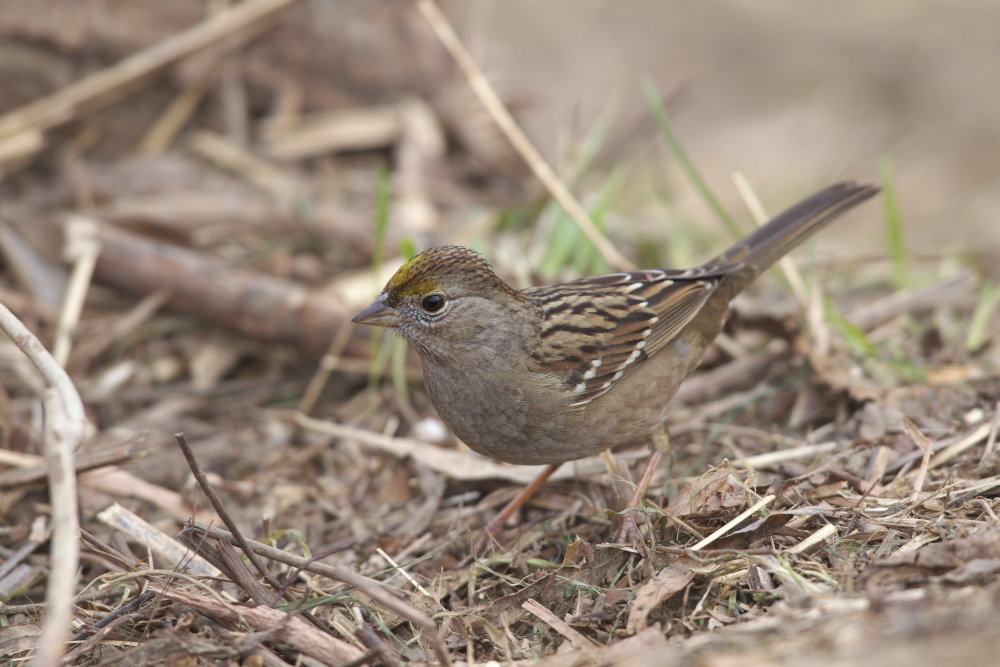 キガシラシトドROUND2_b0092366_17314049.jpg