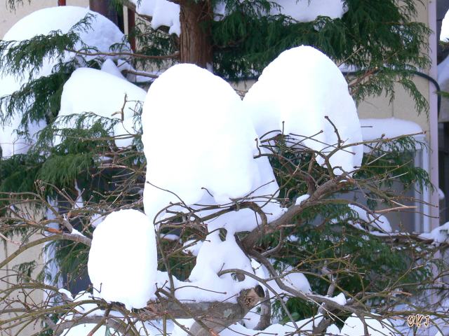 〝自然の芸術〟綿帽子？_f0166871_13355414.jpg