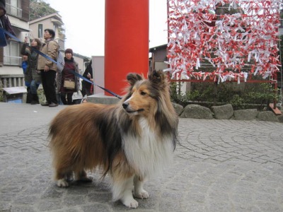 わーい♪　江の島！_a0157174_19203070.jpg