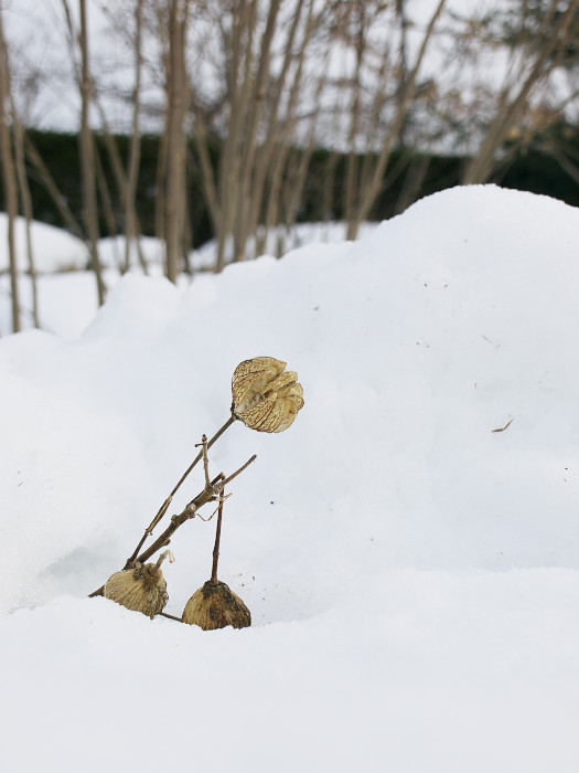 芙蓉の枯れた実_a0096177_20516100.jpg