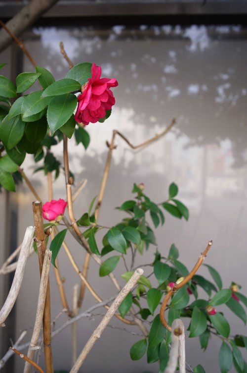 2月の花_e0082981_2328671.jpg