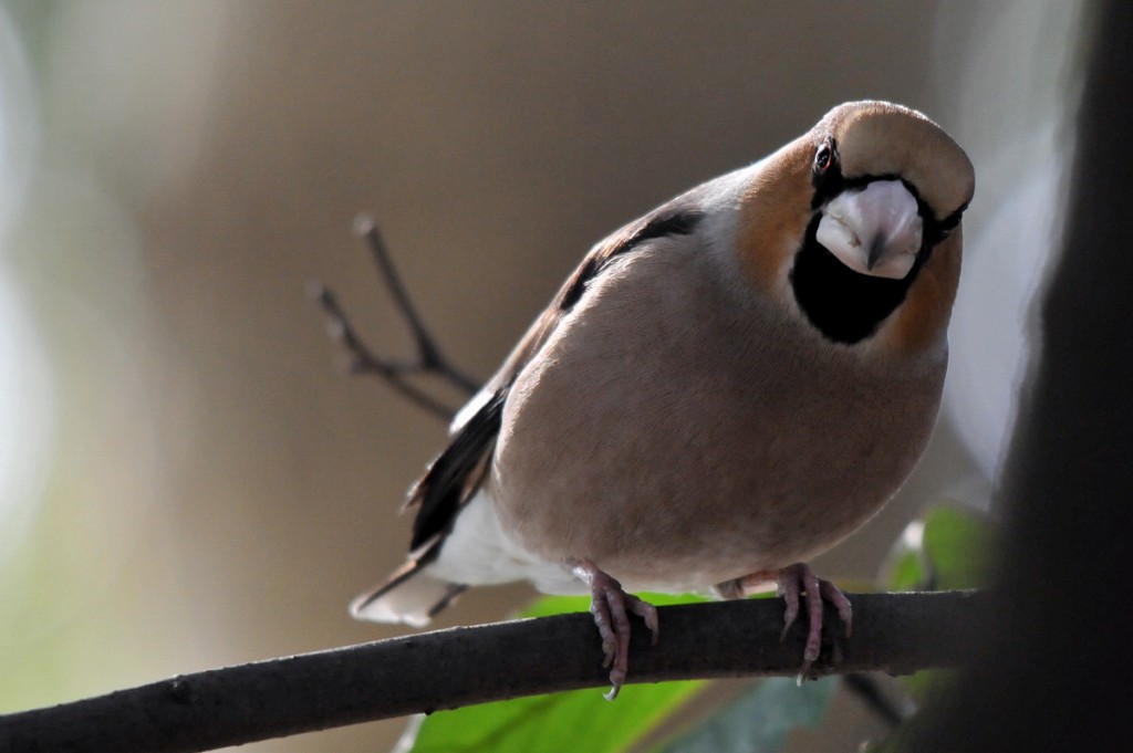 2011 02 06 日向ぼっこ＆鳥見_a0143491_23504521.jpg