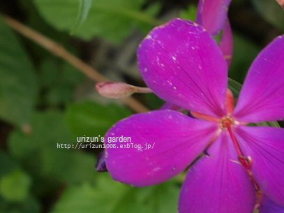 もう一度ジョーイセルリアd B うりずん S Garden 庭と物づくり