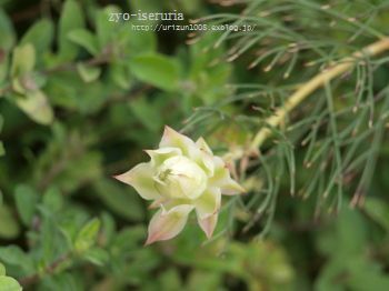 もう一度ジョーイセルリアd B うりずん S Garden 庭と物づくり