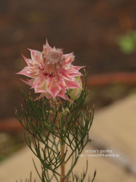 もう一度ジョーイセルリアd B うりずん S Garden 庭と物づくり