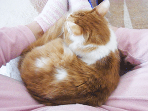 b0189509_1710257.gif