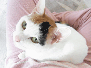 b0189509_17112761.gif