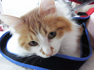 b0189509_1785361.gif