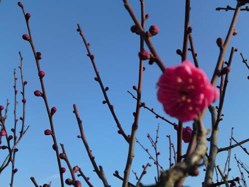 春の気配…?_b0131012_9355839.jpg