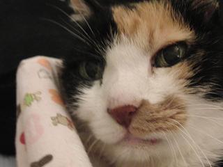 c0201113_20251330.jpg