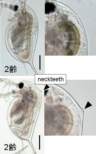 小さなミジンコの小さなゲノムにたくさんの遺伝子_c0025115_20392035.jpg