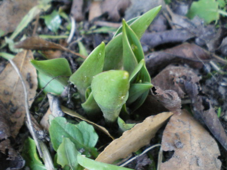 c0124619_758378.jpg