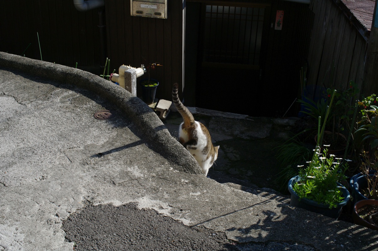 １月尾道猫その３_a0128823_23293168.jpg