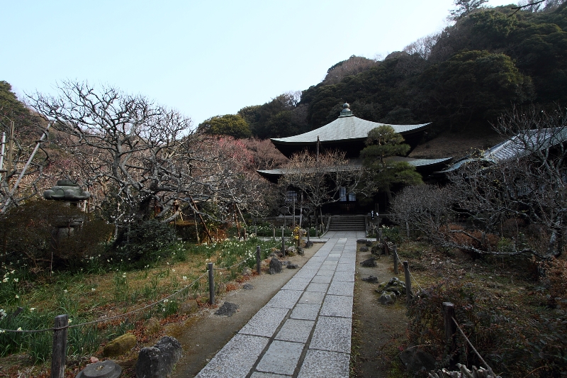 鎌倉散歩　#7 －瑞泉寺（水仙、梅）－_b0169330_23522588.jpg