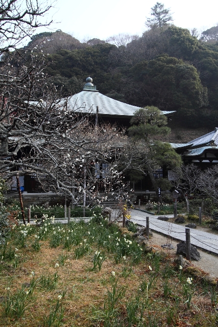 鎌倉散歩　#7 －瑞泉寺（水仙、梅）－_b0169330_23523070.jpg