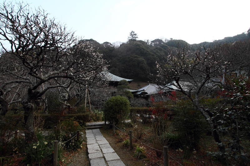 鎌倉散歩　#7 －瑞泉寺（水仙、梅）－_b0169330_23531166.jpg