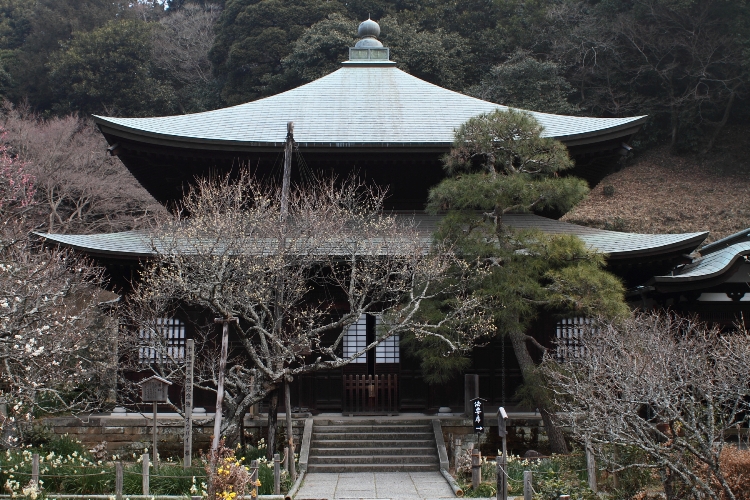 鎌倉散歩　#7 －瑞泉寺（水仙、梅）－_b0169330_2353219.jpg