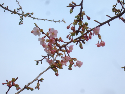 桜の花.....梅にメジロ!_b0137932_20531692.jpg