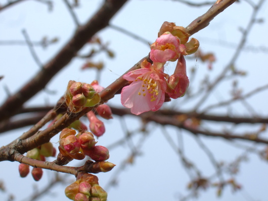 桜の花.....梅にメジロ!_b0137932_20533792.jpg