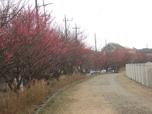 桜の花.....梅にメジロ!_b0137932_21172231.jpg