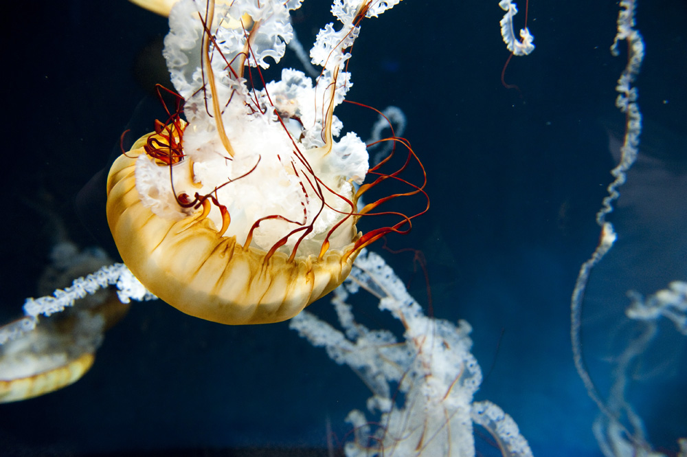 新江ノ島水族館行って来た　前編_a0164456_1465553.jpg