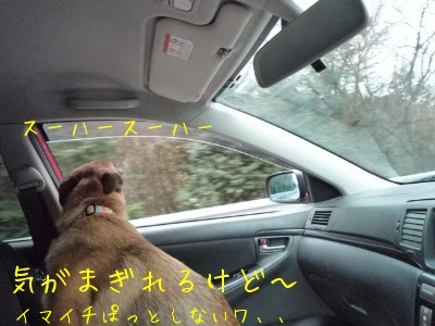 テトの車酔い〜考える犬〜_f0177261_17341598.jpg