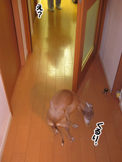 f0158862_15302429.gif
