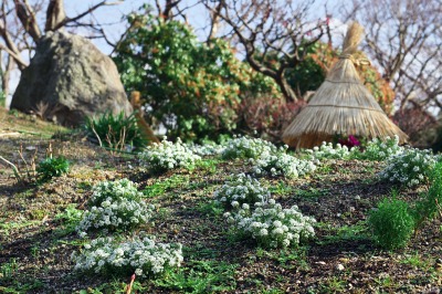 冬ぼたん　箱崎宮花庭園_b0131167_0401145.jpg