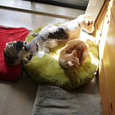 いぶちゃん 今日も通院日 と あるひ いぶちゃん 今日も通院日 と あるひ