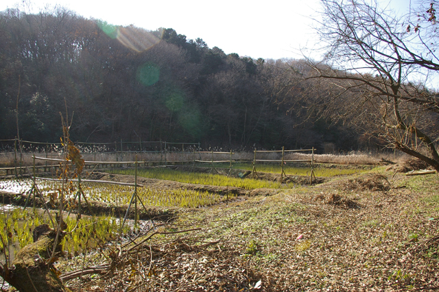 WAVOC公認所沢キャンパス湿地保全活動のご案内_a0186568_049561.jpg