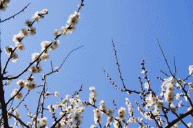 b0192470_2044623.gif