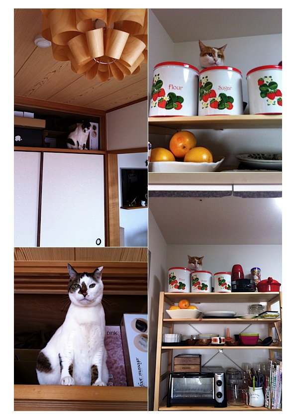 高いところが好き_e0158970_17272381.jpg