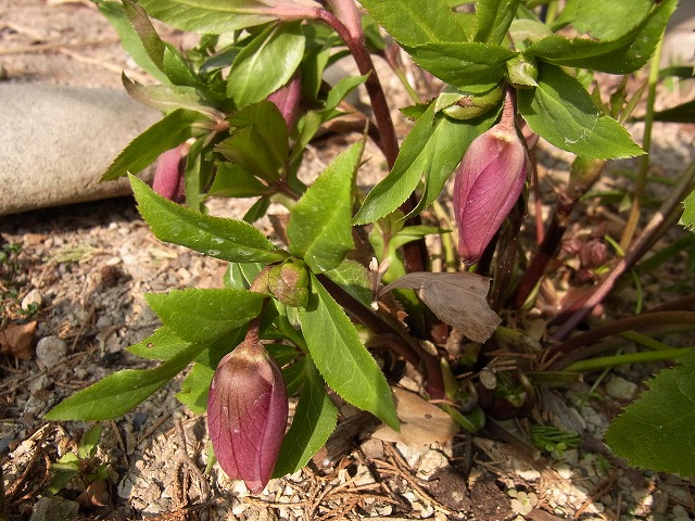 e0181373_21414999.jpg