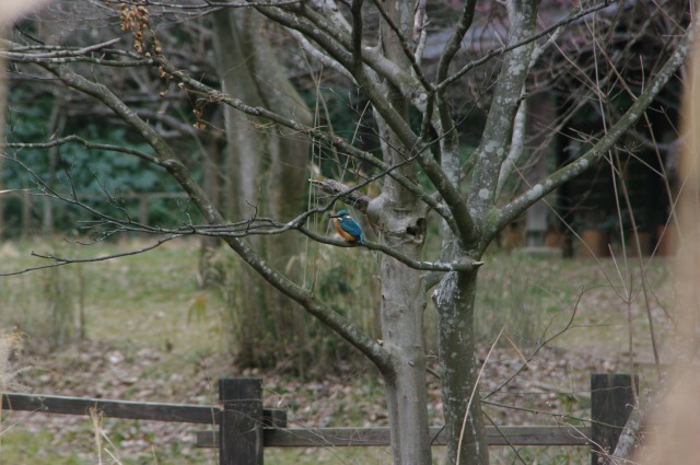 ■　鳥 三昧　　　11.2.7　　　（ジョウビタキ、タシギ、カワセミ）_e0070891_18411188.jpg