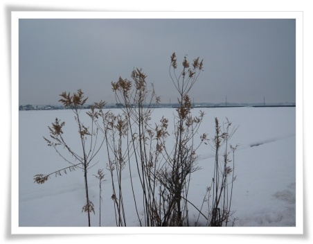 雪の上の草たち_a0104892_19554475.jpg