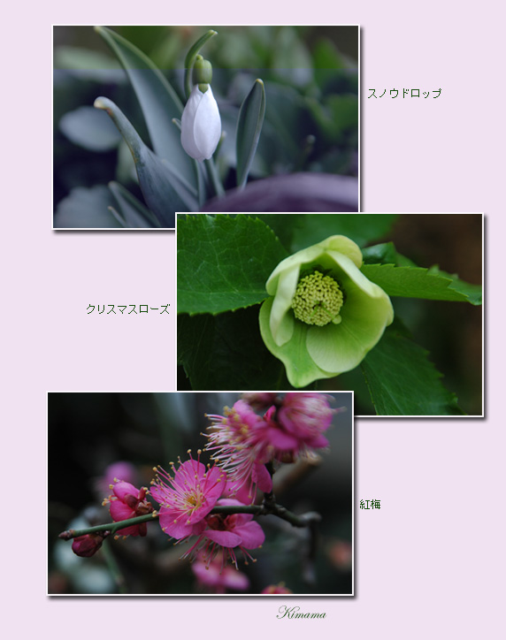メジロ_c0051105_1115019.jpg