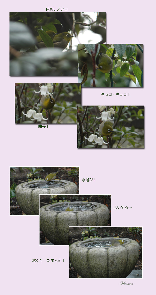 メジロ_c0051105_22211269.jpg