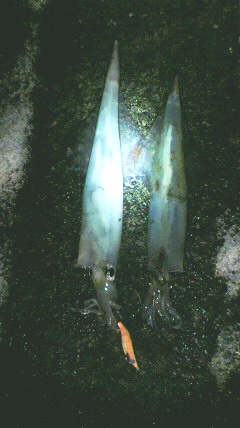2011 ヤリイカエギング_f0163105_2052370.jpg