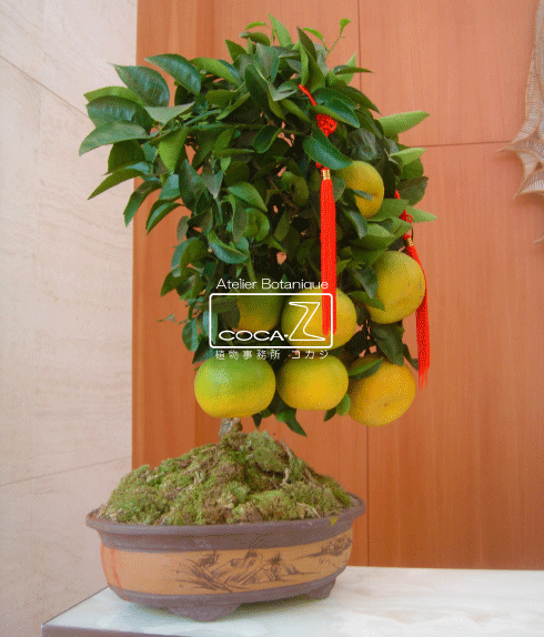 b0160123_121753.gif
