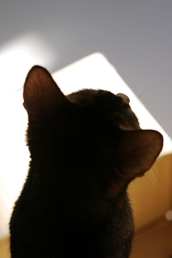 猫的］ヒートテック症候群 : ヒトは猫のペットである