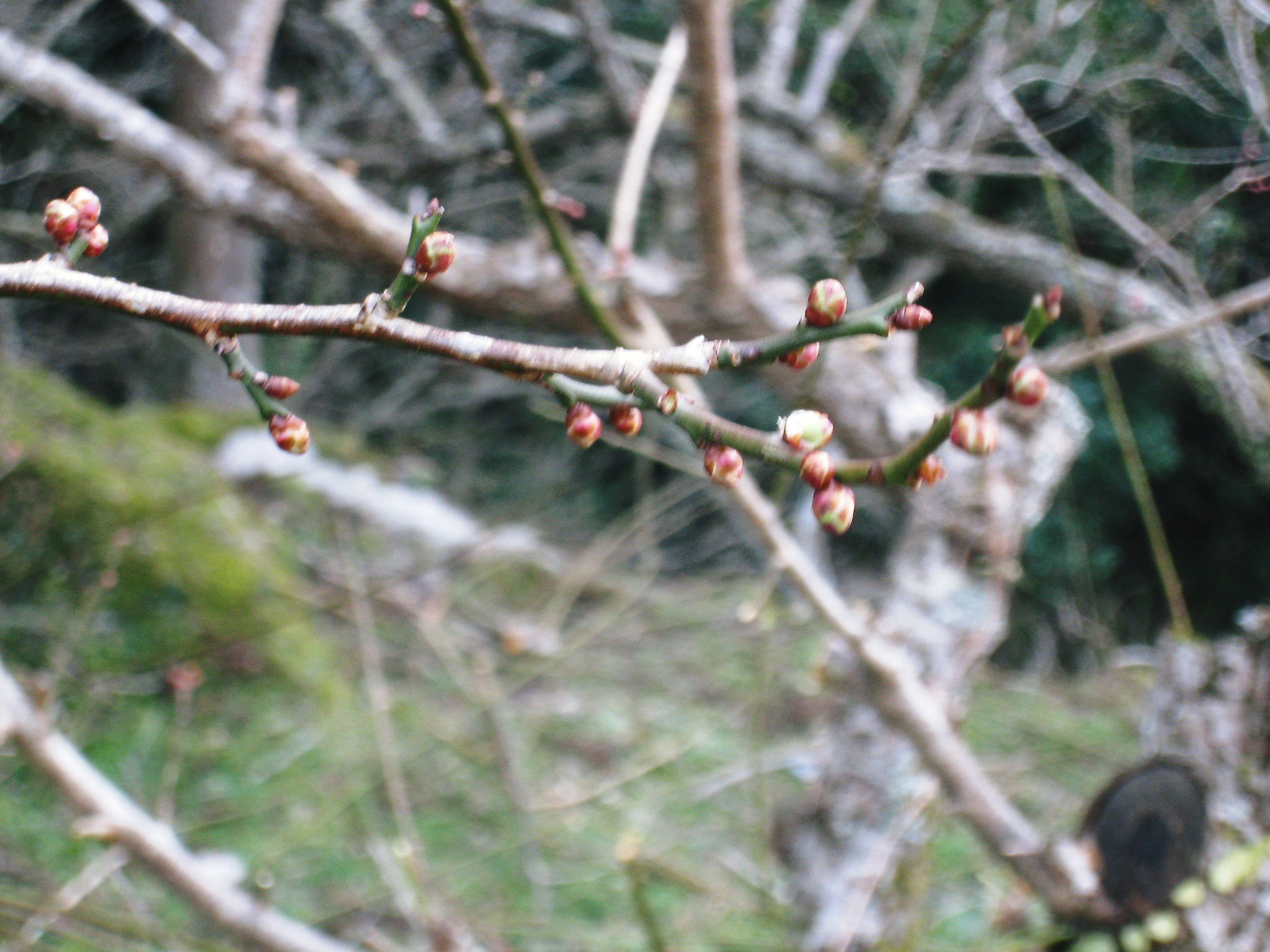a0198243_544554.jpg