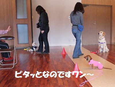 ダメ犬合宿その2・椅子とりゲームの巻♪_e0195743_0513998.jpg