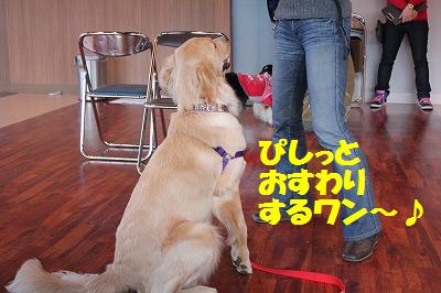 ダメ犬合宿その２・椅子とりゲームの巻♪_e0195743_114989.jpg