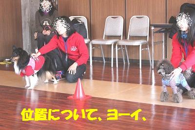 ダメ犬合宿その3・ドギーダッシュ♪_e0195743_157932.jpg