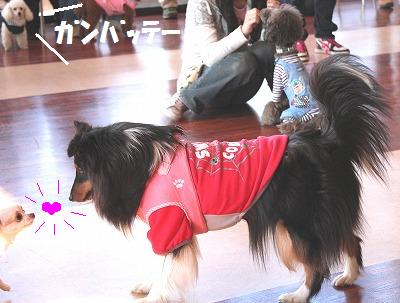 ダメ犬合宿その3・ドギーダッシュ♪_e0195743_202051.jpg