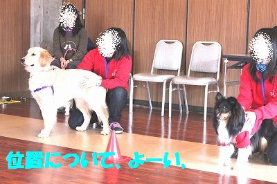 ダメ犬合宿その3・ドギーダッシュ♪_e0195743_2153090.jpg