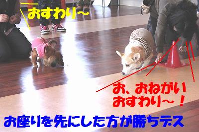 ダメ犬合宿その3・ドギーダッシュ♪_e0195743_235452.jpg