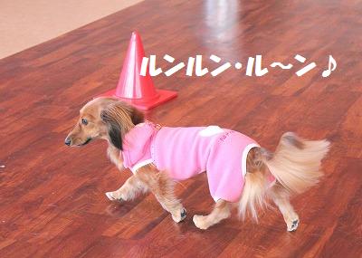 ダメ犬合宿その3・ドギーダッシュ♪_e0195743_251362.jpg